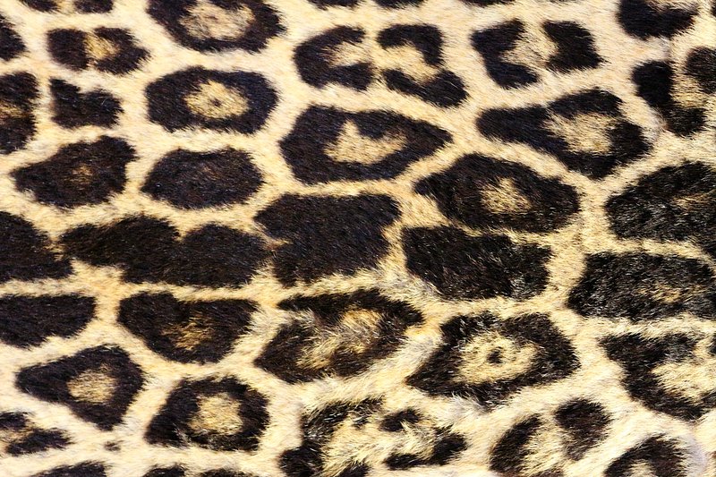 Cheetah Print, Leopard Skin, HD phone wallpaper