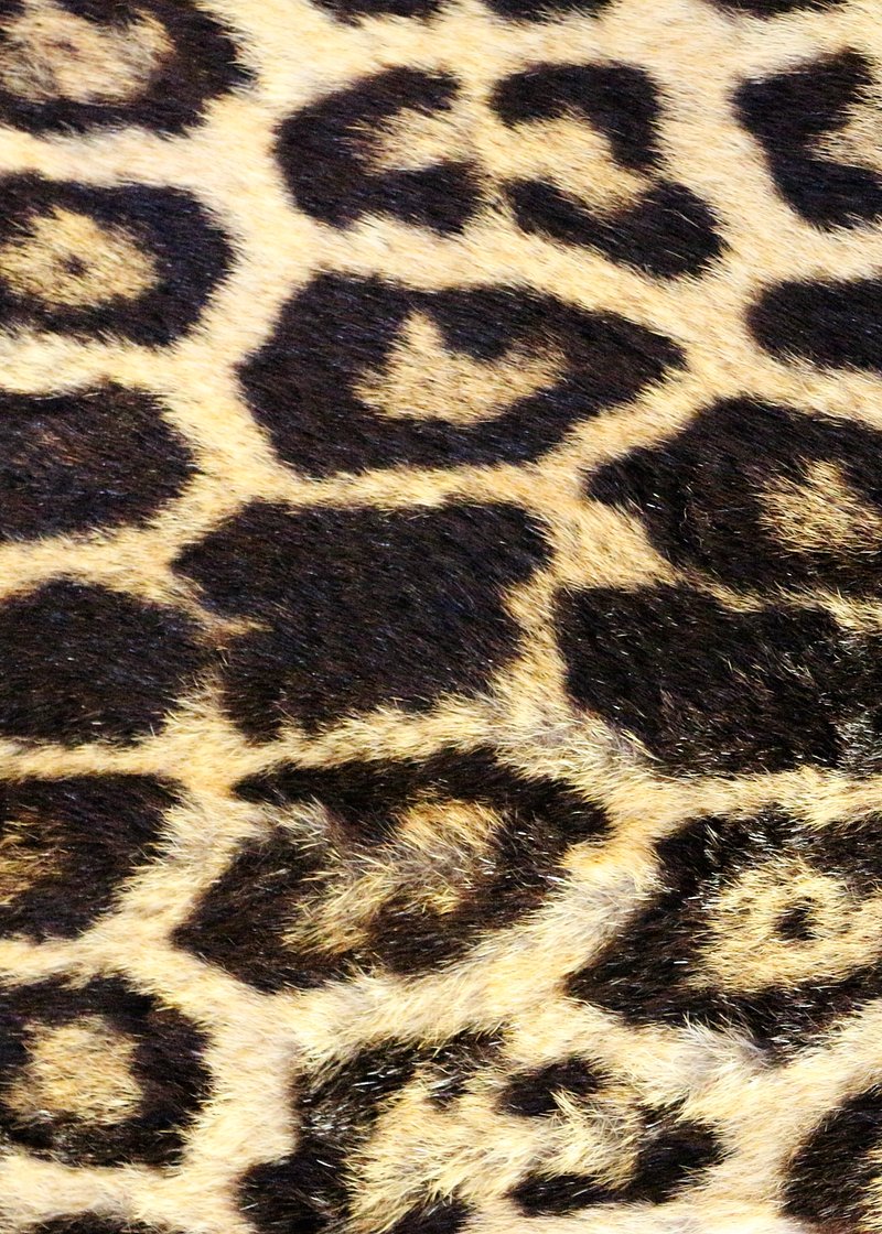 cheetah print background for tumblr
