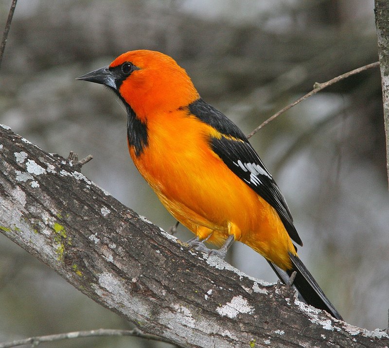 Orioles Bird Images  Free Photos, PNG Stickers, Wallpapers & Backgrounds -  rawpixel