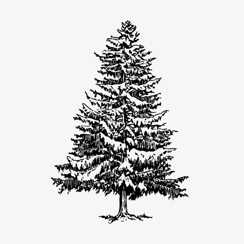 Pine Tree Drawing PNG, Vector, PSD, and Clipart With Transparent Background  for Free Download | Pngtree