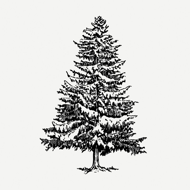 white pine drawing