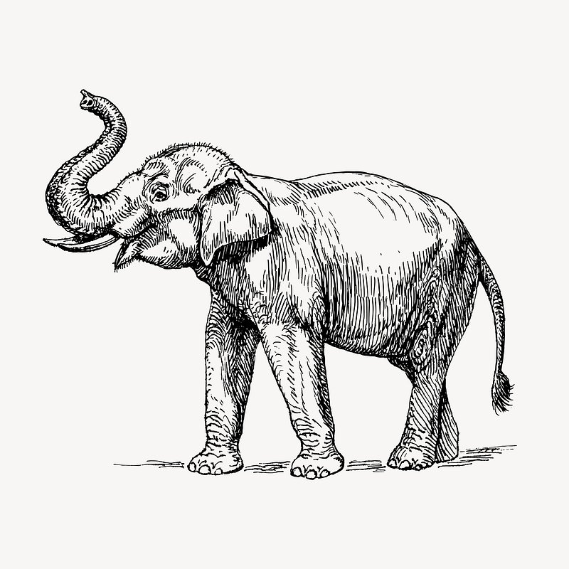 Elephant - drawing pencil, sketch Stock Vector | Adobe Stock