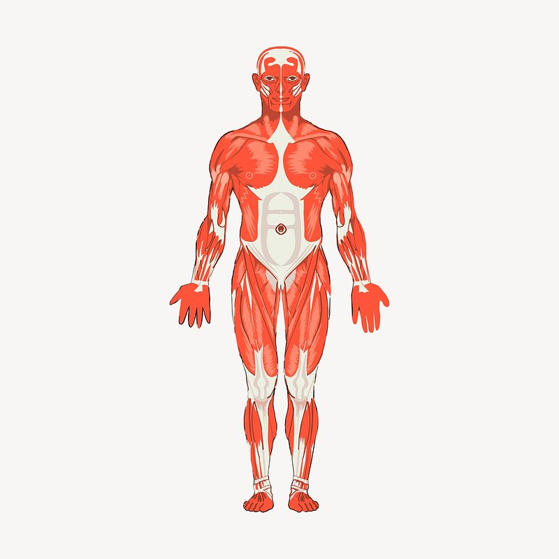 Anatomy Figure Vector Clipart image - Free stock photo - Public
