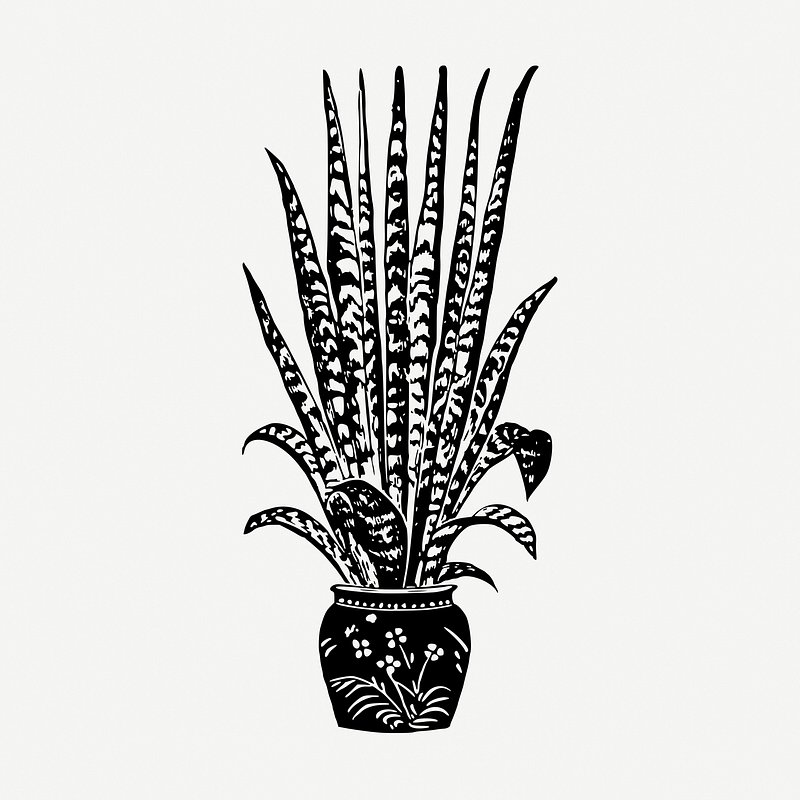 Sansevieria moonshine plant hand draw sketch Vector Image