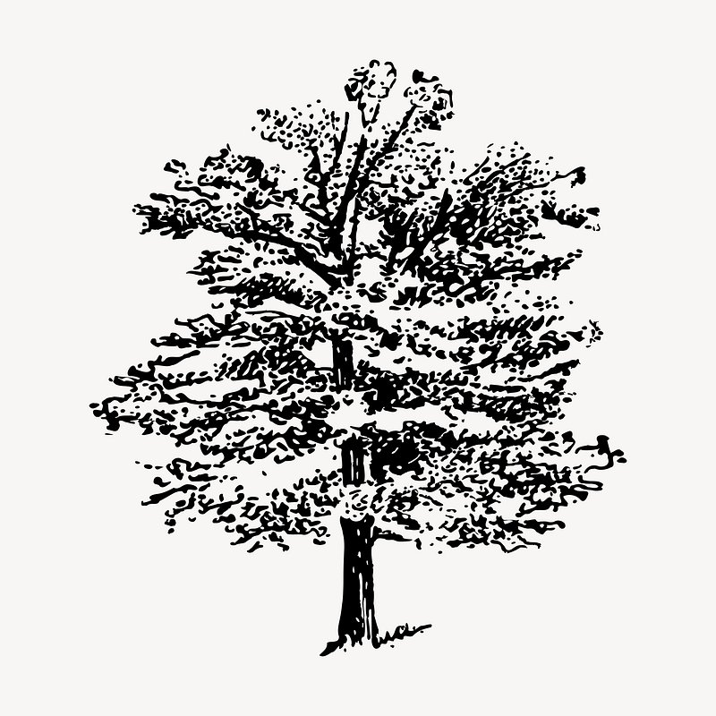 oak tree clip art black white