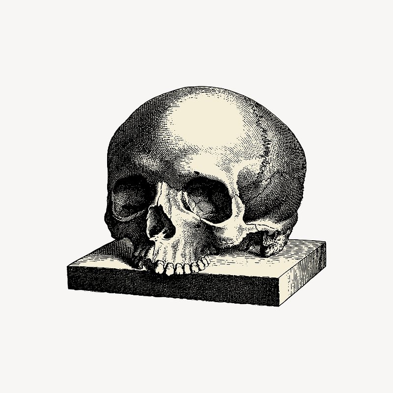 Skeleton Public Domain Images  Free Photos, PNG Stickers, Wallpapers &  Backgrounds - rawpixel
