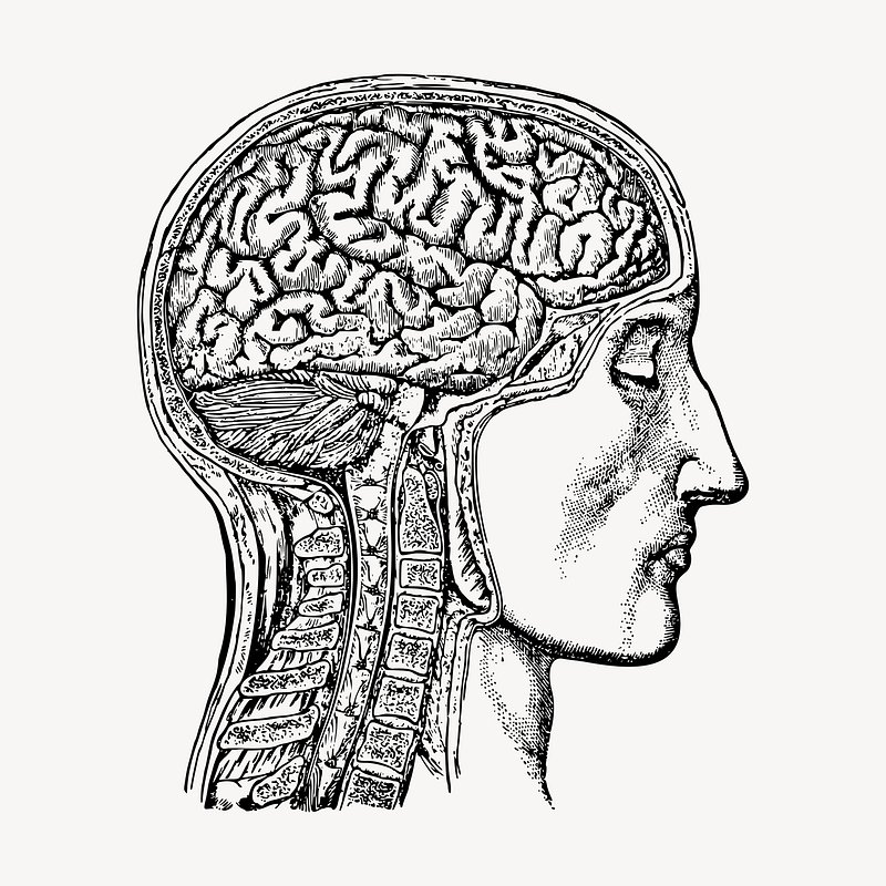 human brain clipart black and white
