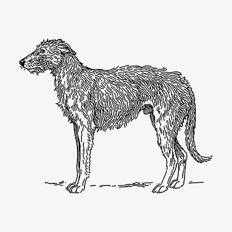 Deerhound dog hand drawn clipart, | Free Vector Illustration - rawpixel