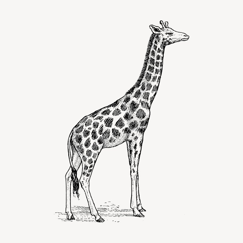 Giraffe sketch – Art By Breah-anthinhphatland.vn