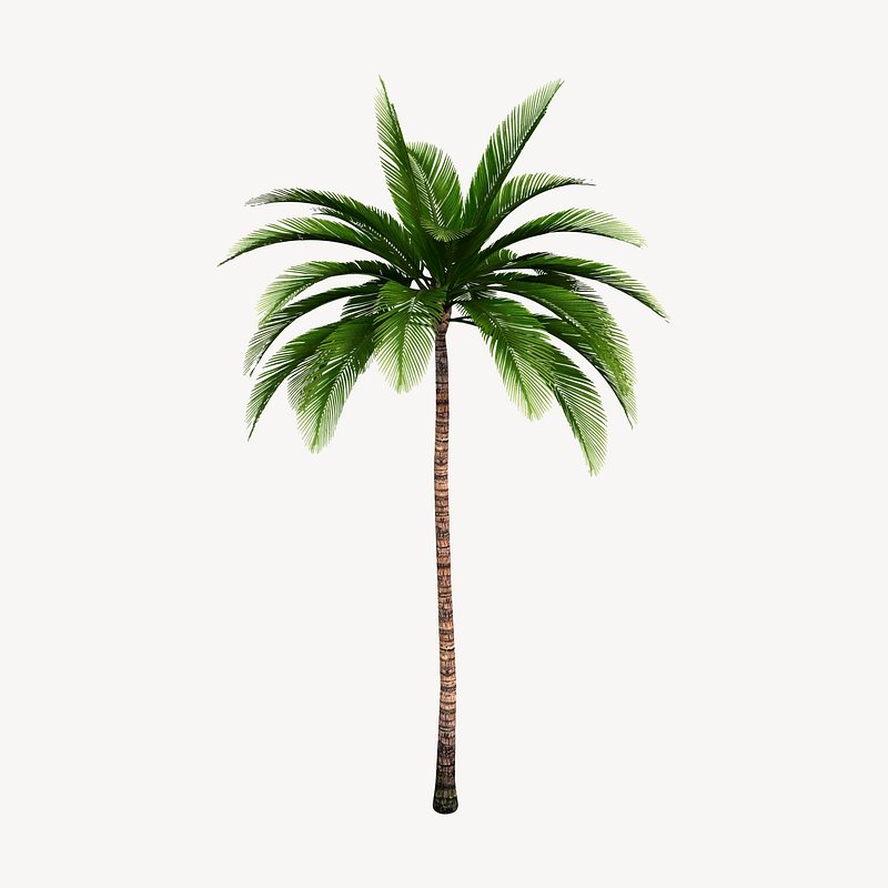 palm tree vector illustrator