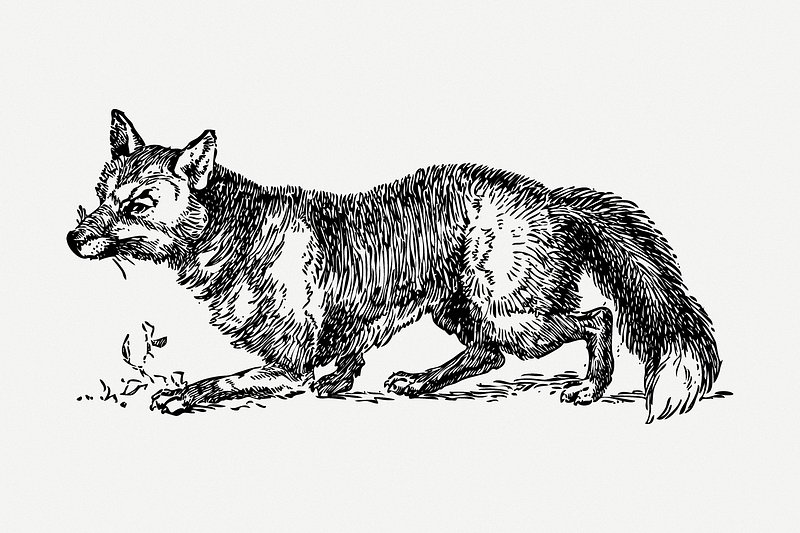 Fox drawing, vintage wildlife illustration