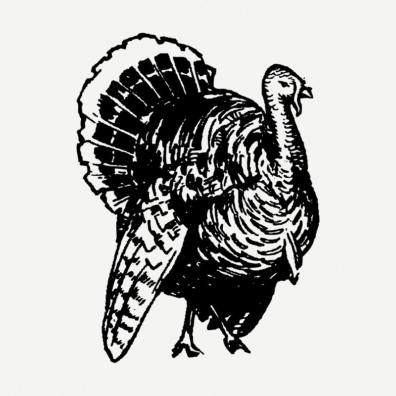 wild turkey clip art black and white