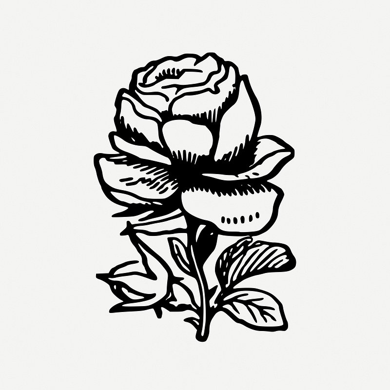 Rose flower drawing easy Adult paint and sip svg Rose sketch