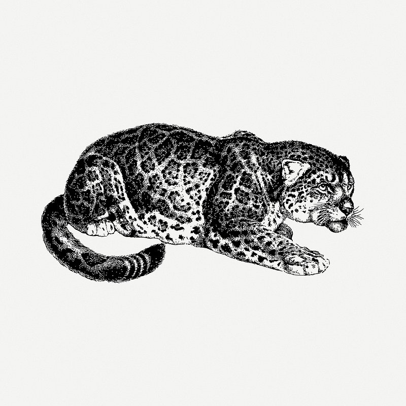 jaguar face clipart black and white