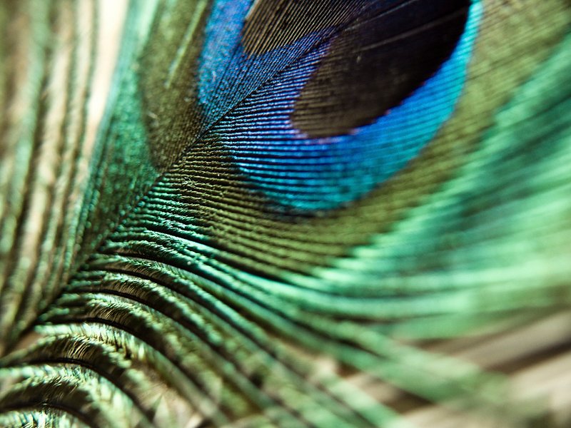 How to Make Paper Peacock Feathers | ehow