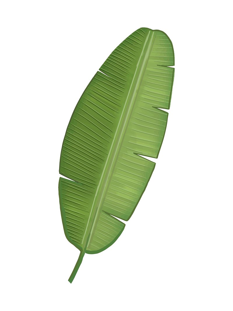 banana leaf vector