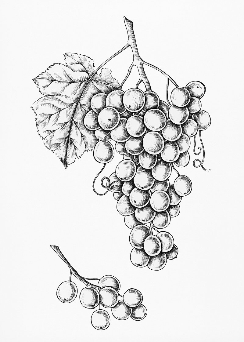 Grapes Drawing Isolated On White Background Stock Vector (Royalty Free)  621043313 | Shutterstock