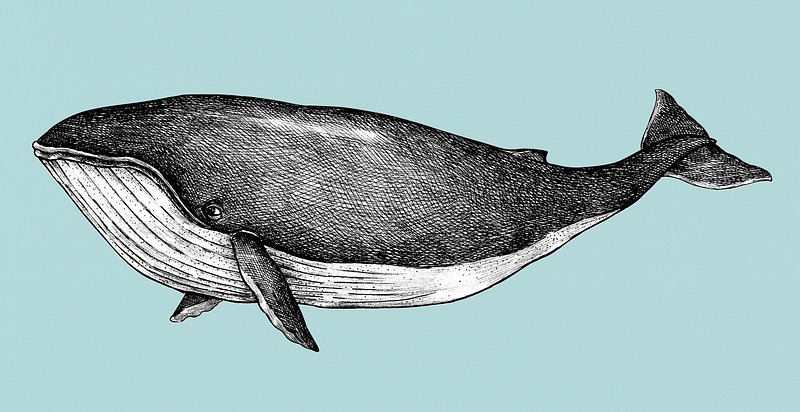 Blue Whale Alaska Watercolor Print – nethesbrush