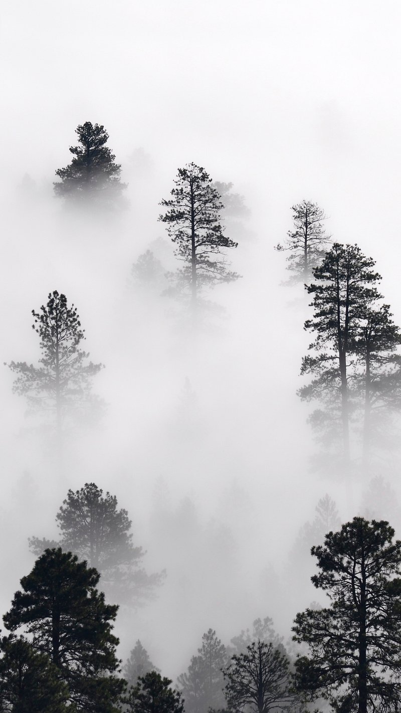 iPhone6papers.com | iPhone 6 wallpaper | nd60-mountain-fog -nature-view-wood-forest-dark