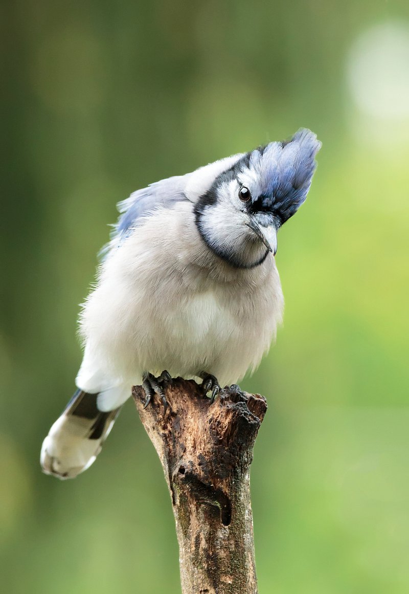 Blue Jays Birds PNG, Vector, PSD, and Clipart With Transparent Background  for Free Download