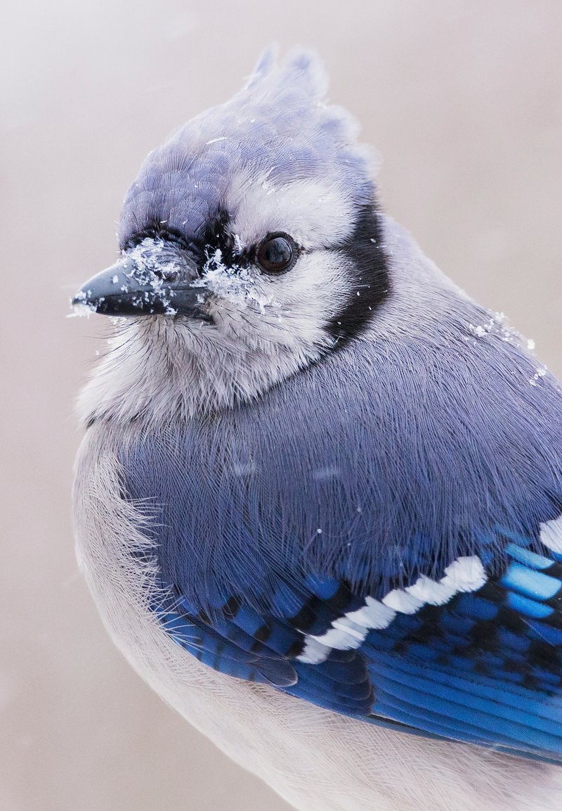 Blue bird communication illustration