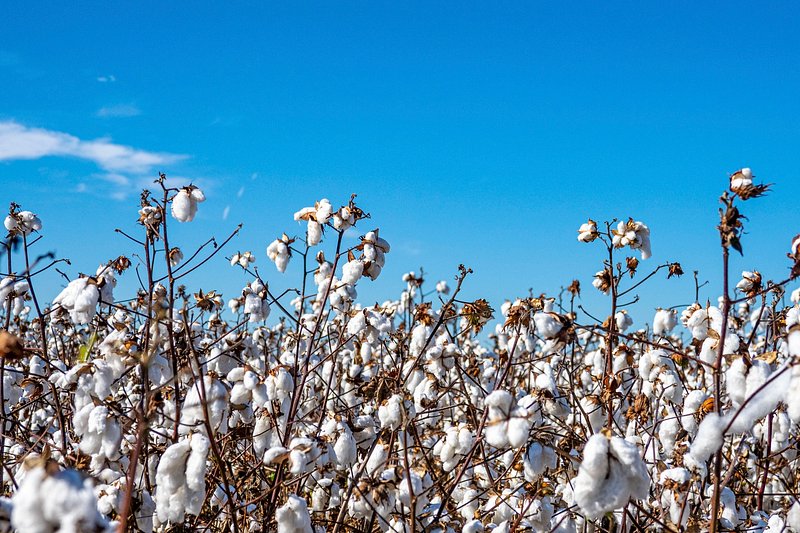 Cotton Field Images  Free Photos, PNG Stickers, Wallpapers