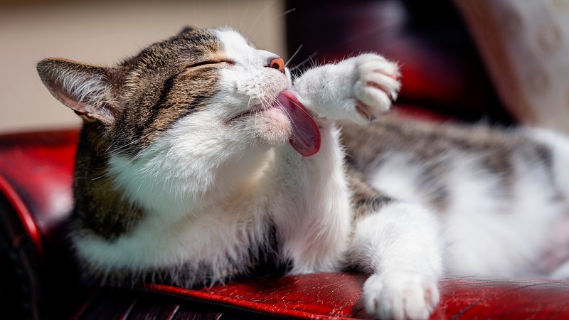 Cat Grooming Images | Free Photos, PNG Stickers, Wallpapers & Backgrounds - rawpixel