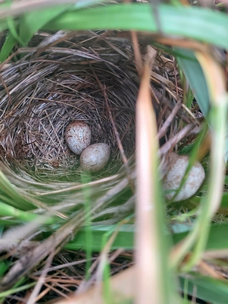 Birds that lay large eggs photos