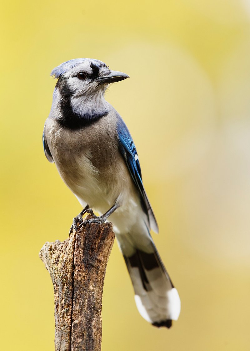 Free: Animals , Northern Blue jay bird graphic transparent background PNG  clipart 