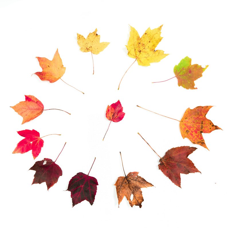 Maple leaf, Autumn aesthetic. Free | Free Photo - rawpixel