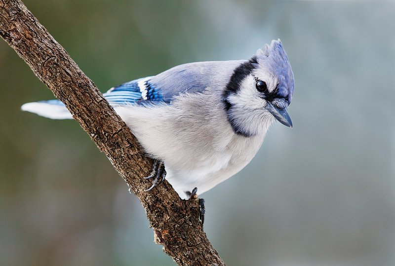 Blue Jay Bird Coloring Beak Childish Tail Vector, Beak, Childish, Tail PNG  and Vector with Transparent Background for Free Download