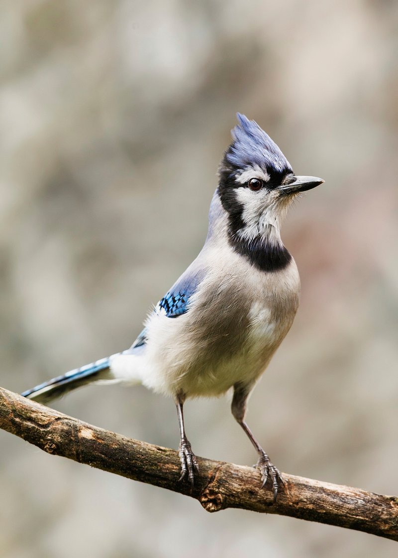 Blue Jay Images  Free Photos, PNG Stickers, Wallpapers & Backgrounds -  rawpixel