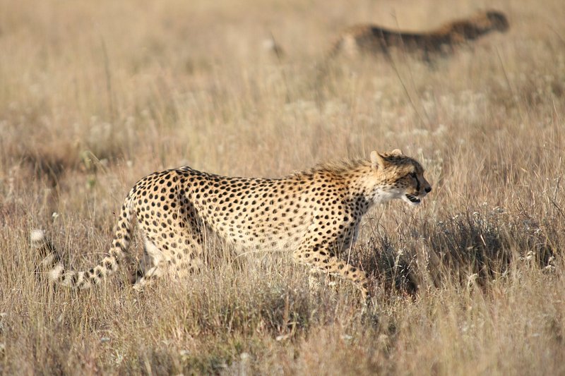 Cheetahs on the prowl in Lewa, | Free Photo - rawpixel