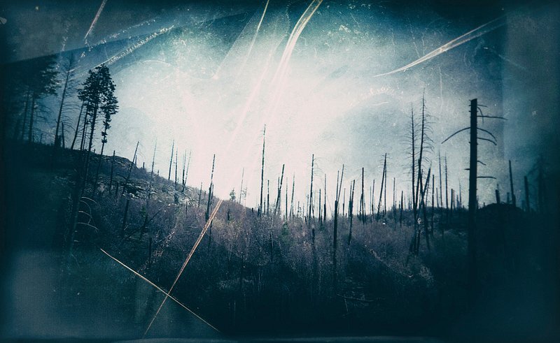 Dark Apocalypse Forest Art Wallpapers - Dark Forest Wallpaper 4k