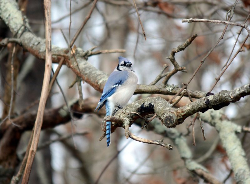 Blue Jay Images  Free Photos, PNG Stickers, Wallpapers & Backgrounds -  rawpixel