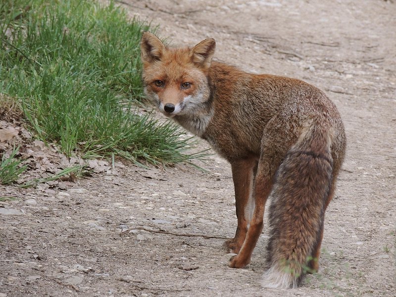 A fox standing on a sidewalk next to a bush. Fox animal wildlife, animals.  - PICRYL - Public Domain Media Search Engine Public Domain Search