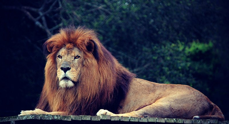 51 SIngh Is king ideas | lion pictures, lion images, lion wallpaper