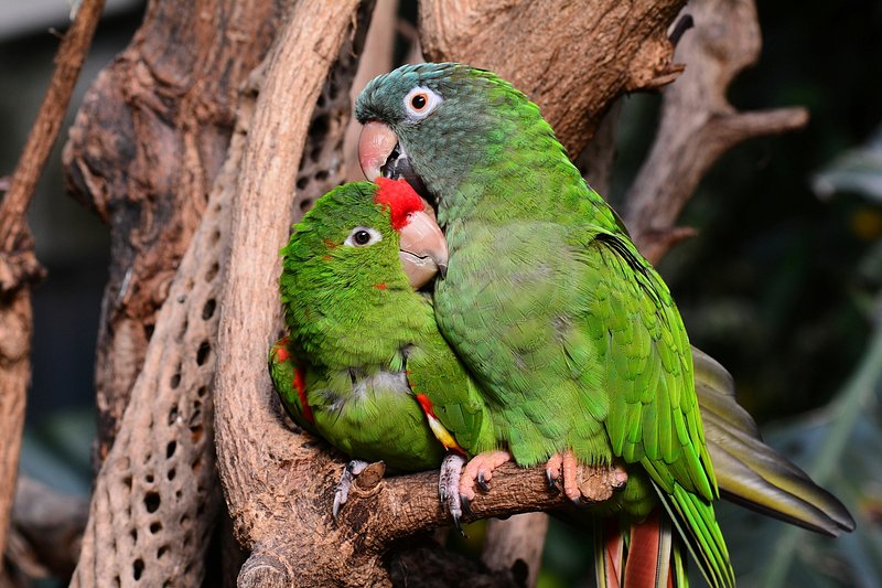 couple love bird pastel