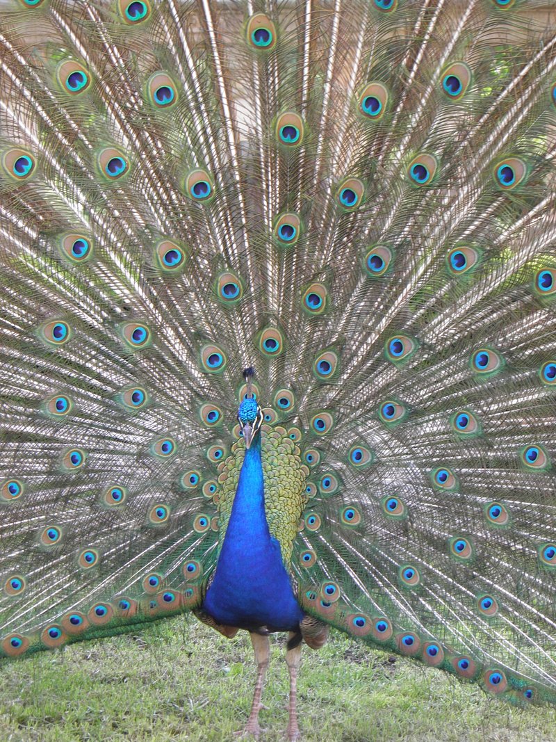 cost of owning a peacock bird