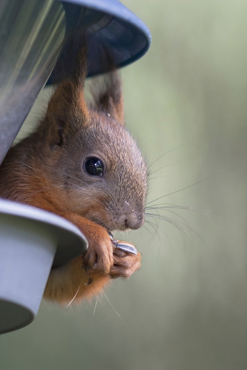 Keeping squirrels away from bird feeders