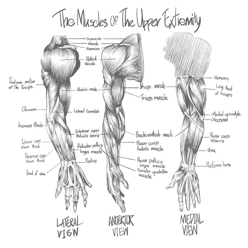 Premium Vector  Human arm muscle biceps and triceps physiology