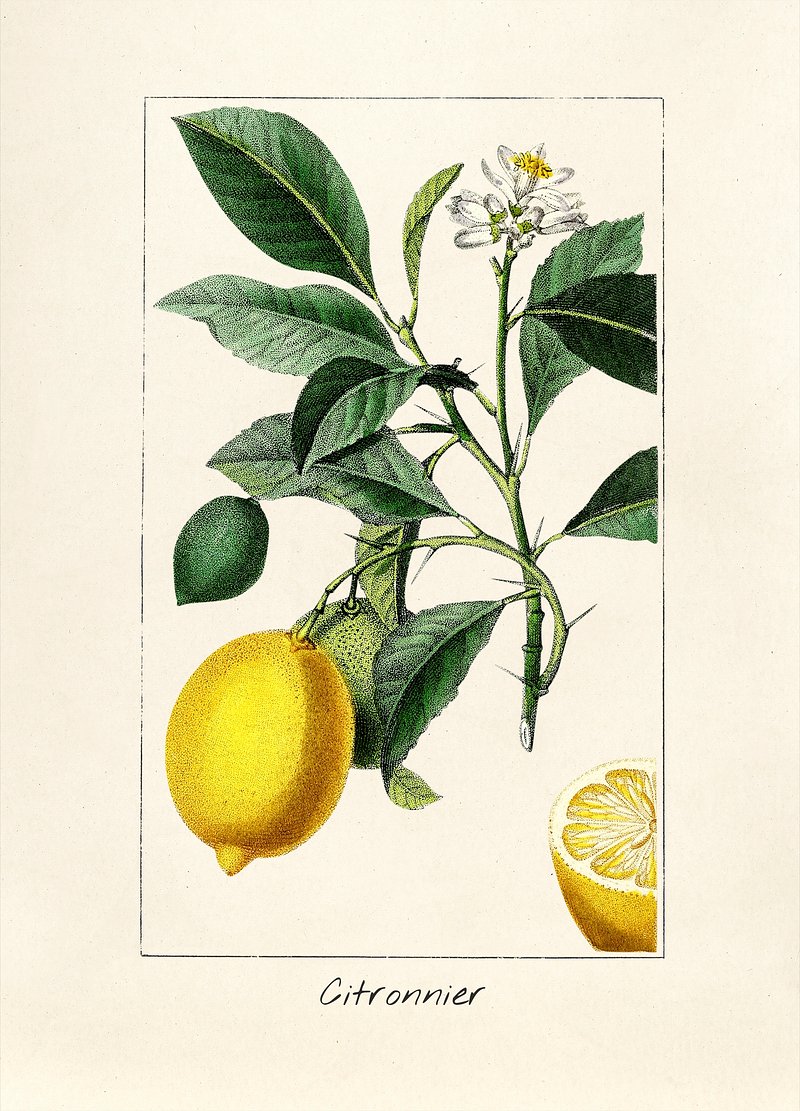 Лимон Ботаническая иллюстрация