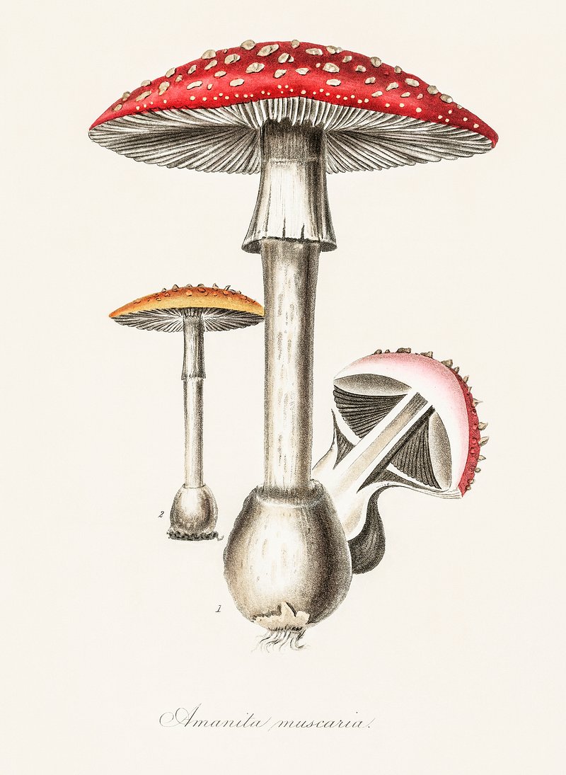 Amanita Vintage