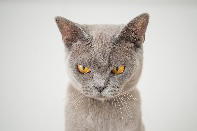 angry cat, cat face Stock Photo