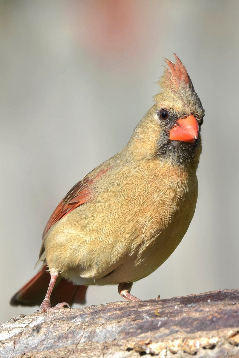 Cardinal bird habits and behaviors photos