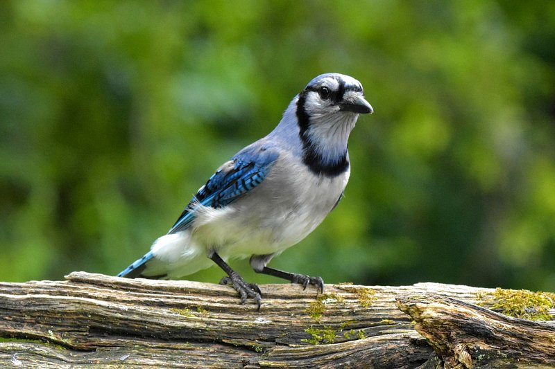 Premium AI Image  Baby Blue Jay Bird Sticker On Isolated