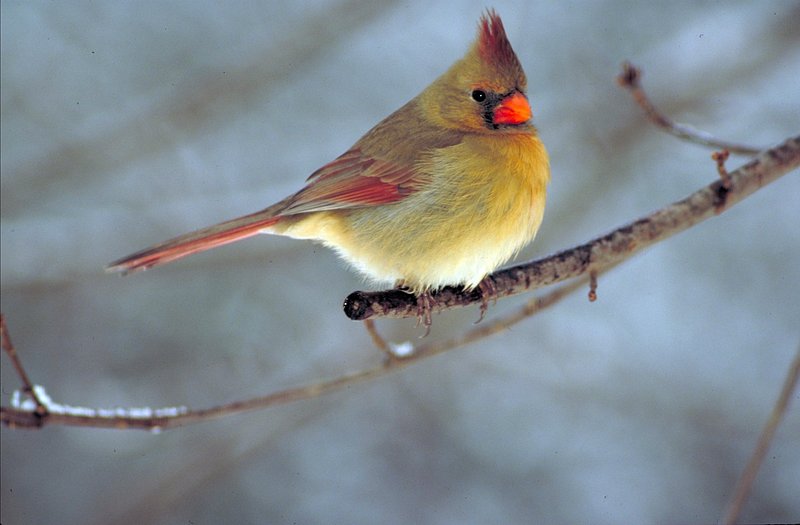 Northern cardinal St. Louis Cardinals, Free Cardinal, presentation, fauna  png