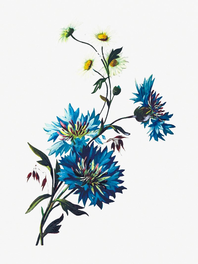 Blue Cornflower Tattoo | TikTok