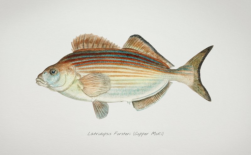 Antique fish latridopsis forsteri copper | Free Photo Illustration ...