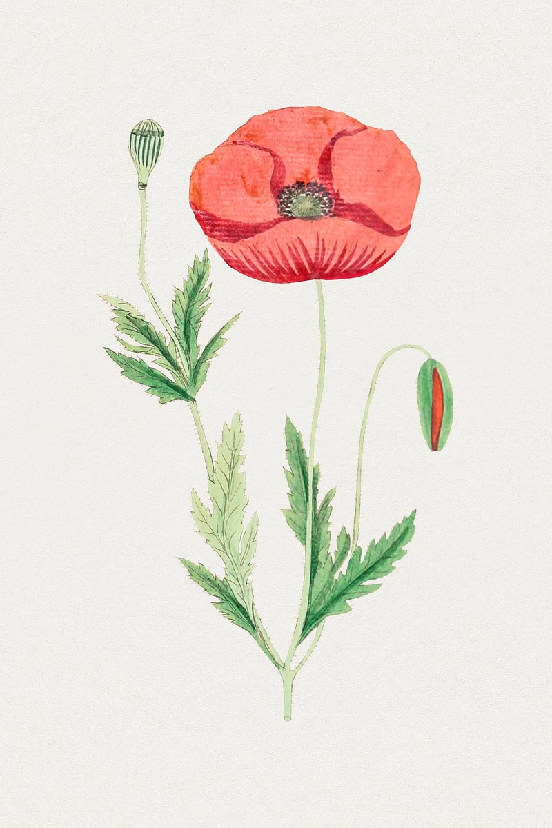 Hand drawn red poppy. Original | Free Photo Illustration - rawpixel